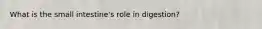 What is the small intestine's role in digestion?
