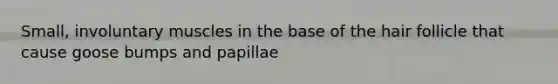 Small, involuntary muscles in the base of the hair follicle that cause goose bumps and papillae