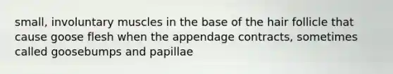 small, involuntary muscles in the base of the hair follicle that cause goose flesh when the appendage contracts, sometimes called goosebumps and papillae