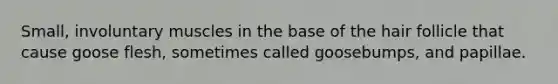 Small, involuntary muscles in the base of the hair follicle that cause goose flesh, sometimes called goosebumps, and papillae.