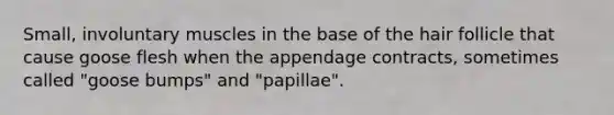 Small, involuntary muscles in the base of the hair follicle that cause goose flesh when the appendage contracts, sometimes called "goose bumps" and "papillae".