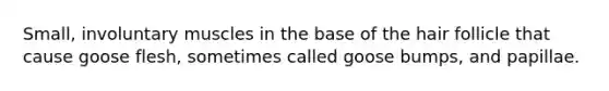Small, involuntary muscles in the base of the hair follicle that cause goose flesh, sometimes called goose bumps, and papillae.