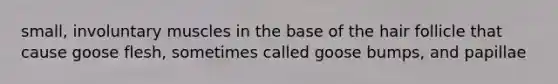 small, involuntary muscles in the base of the hair follicle that cause goose flesh, sometimes called goose bumps, and papillae