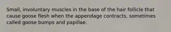 Small, involuntary muscles in the base of the hair follicle that cause goose flesh when the appendage contracts, sometimes called goose bumps and papillae.