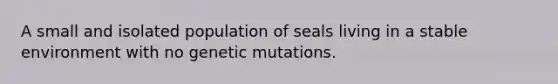 A small and isolated population of seals living in a stable environment with no genetic mutations.