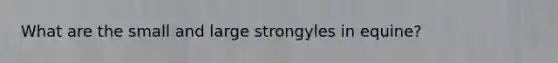 What are the small and large strongyles in equine?