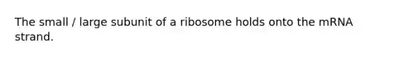 The small / large subunit of a ribosome holds onto the mRNA strand.