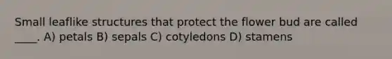 Small leaflike structures that protect the flower bud are called ____. A) petals B) sepals C) cotyledons D) stamens