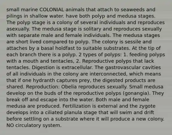 small marine COLONIAL animals that attach to seaweeds and pilings in shallow water. have both polyp and medusa stages. The polyp stage is a colony of several individuals and reproduces asexually. The medusa stage is solitary and reproduces sexually with separate male and female individuals. The medusa stages are short lived compared to polyp. The colony is sessile and attaches by a basal holdfast to suitable substrates. At the tip of each branch there is a polyp. 2 types of polyps: 1. feeding polyps with a mouth and tentacles, 2. Reproductive polyps that lack tentacles. Digestion is extracellular. The gastrovascular cavities of all individuals in the colony are interconnected, which means that if one hydranth captures prey, the digested products are shared. Reproduction: Obelia reproduces sexually. Small medusa develop on the buds of the reproductive polyps (gonangia). They break off and escape into the water. Both male and female medusa are produced. Fertilization is external and the zygote develops into a ciliated planula stage that will swim and drift before settling on a substrate where it will produce a new colony. NO circulatory system.