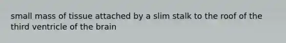 small mass of tissue attached by a slim stalk to the roof of the third ventricle of the brain