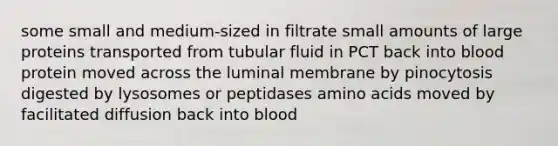 some small and medium-sized in filtrate small amounts of large proteins transported from tubular fluid in PCT back into blood protein moved across the luminal membrane by pinocytosis digested by lysosomes or peptidases <a href='https://www.questionai.com/knowledge/k9gb720LCl-amino-acids' class='anchor-knowledge'>amino acids</a> moved by facilitated diffusion back into blood