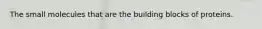 The small molecules that are the building blocks of proteins.