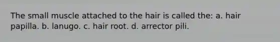 The small muscle attached to the hair is called the: a. hair papilla. b. lanugo. c. hair root. d. arrector pili.