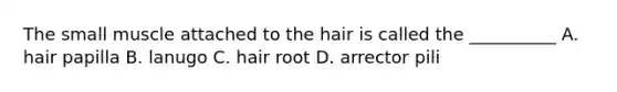 The small muscle attached to the hair is called the __________ A. hair papilla B. lanugo C. hair root D. arrector pili