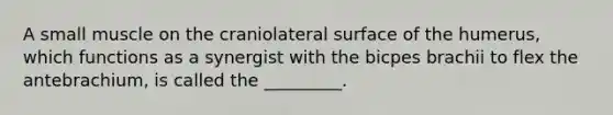 A small muscle on the craniolateral surface of the humerus, which functions as a synergist with the bicpes brachii to flex the antebrachium, is called the _________.