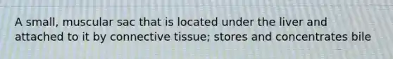 A small, muscular sac that is located under the liver and attached to it by connective tissue; stores and concentrates bile