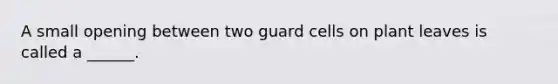 A small opening between two guard cells on plant leaves is called a ______.