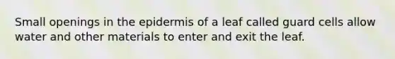 Small openings in the epidermis of a leaf called guard cells allow water and other materials to enter and exit the leaf.