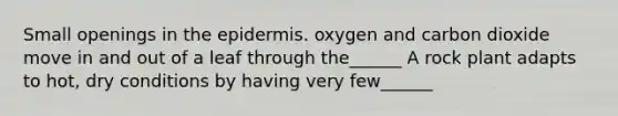 Small openings in the epidermis. oxygen and carbon dioxide move in and out of a leaf through the______ A rock plant adapts to hot, dry conditions by having very few______