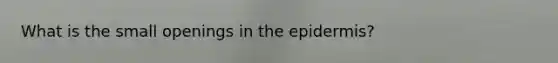 What is the small openings in the epidermis?