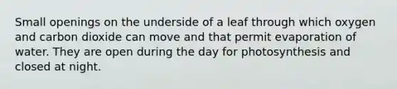 Small openings on the underside of a leaf through which oxygen and carbon dioxide can move and that permit evaporation of water. They are open during the day for photosynthesis and closed at night.