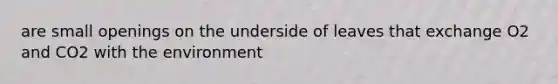 are small openings on the underside of leaves that exchange O2 and CO2 with the environment