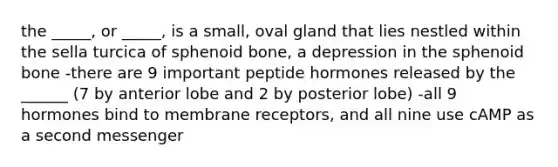 the _____, or _____, is a small, oval gland that lies nestled within the sella turcica of sphenoid bone, a depression in the sphenoid bone -there are 9 important peptide hormones released by the ______ (7 by anterior lobe and 2 by posterior lobe) -all 9 hormones bind to membrane receptors, and all nine use cAMP as a second messenger