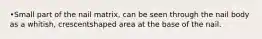 •Small part of the nail matrix, can be seen through the nail body as a whitish, crescentshaped area at the base of the nail.