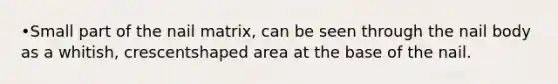 •Small part of the nail matrix, can be seen through the nail body as a whitish, crescentshaped area at the base of the nail.
