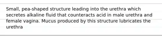 Small, pea-shaped structure leading into the urethra which secretes alkaline fluid that counteracts acid in male urethra and female vagina. Mucus produced by this structure lubricates the urethra