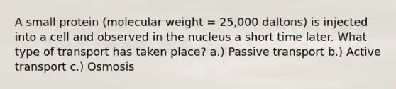 A small protein (molecular weight = 25,000 daltons) is injected into a cell and observed in the nucleus a short time later. What type of transport has taken place? a.) Passive transport b.) Active transport c.) Osmosis