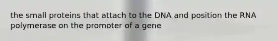 the small proteins that attach to the DNA and position the RNA polymerase on the promoter of a gene