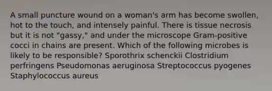 A small puncture wound on a woman's arm has become swollen, hot to the touch, and intensely painful. There is tissue necrosis but it is not "gassy," and under the microscope Gram-positive cocci in chains are present. Which of the following microbes is likely to be responsible? Sporothrix schenckii Clostridium perfringens Pseudomonas aeruginosa Streptococcus pyogenes Staphylococcus aureus