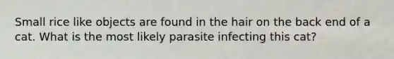 Small rice like objects are found in the hair on the back end of a cat. What is the most likely parasite infecting this cat?