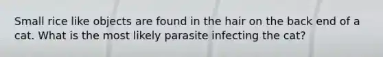 Small rice like objects are found in the hair on the back end of a cat. What is the most likely parasite infecting the cat?