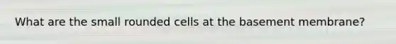 What are the small rounded cells at the basement membrane?