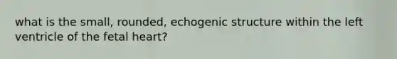 what is the small, rounded, echogenic structure within the left ventricle of the fetal heart?