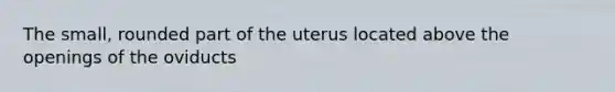 The small, rounded part of the uterus located above the openings of the oviducts