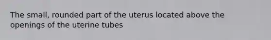 The small, rounded part of the uterus located above the openings of the uterine tubes