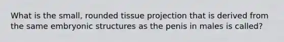 What is the small, rounded tissue projection that is derived from the same embryonic structures as the penis in males is called?