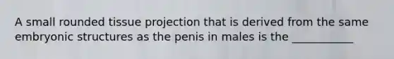 A small rounded tissue projection that is derived from the same embryonic structures as the penis in males is the ___________