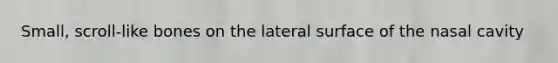 Small, scroll-like bones on the lateral surface of the nasal cavity