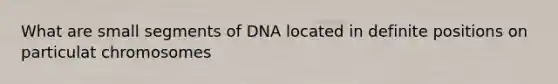 What are small segments of DNA located in definite positions on particulat chromosomes