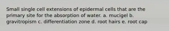 Small single cell extensions of epidermal cells that are the primary site for the absorption of water. a. mucigel b. gravitropism c. differentiation zone d. root hairs e. root cap