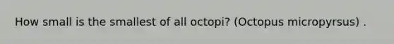 How small is the smallest of all octopi? (Octopus micropyrsus) .