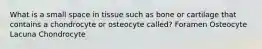 What is a small space in tissue such as bone or cartilage that contains a chondrocyte or osteocyte called? Foramen Osteocyte Lacuna Chondrocyte