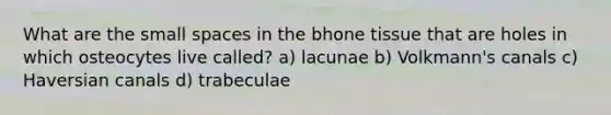 What are the small spaces in the bhone tissue that are holes in which osteocytes live called? a) lacunae b) Volkmann's canals c) Haversian canals d) trabeculae