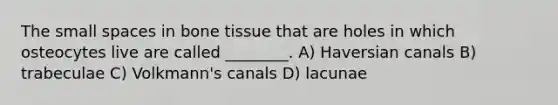 The small spaces in bone tissue that are holes in which osteocytes live are called ________. A) Haversian canals B) trabeculae C) Volkmann's canals D) lacunae