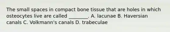 The small spaces in compact bone tissue that are holes in which osteocytes live are called ________. A. lacunae B. Haversian canals C. Volkmann's canals D. trabeculae