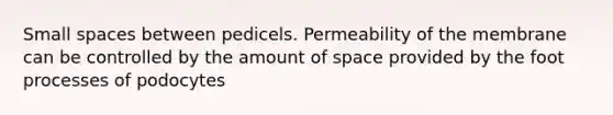 Small spaces between pedicels. Permeability of the membrane can be controlled by the amount of space provided by the foot processes of podocytes